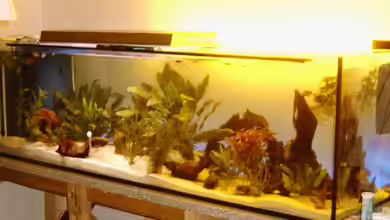 Becken 7278 von hundsling