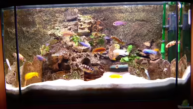 Becken 728 von Claudia Freyschmidt