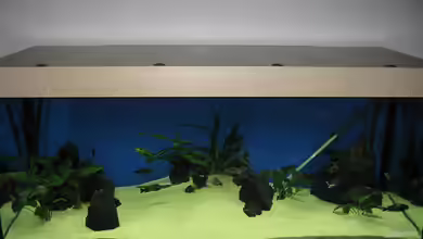 Becken 7284 von Sebastian Klappert