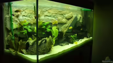 Becken 7305 von Knut Hillmer