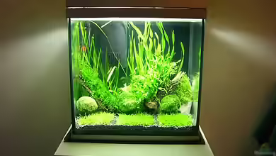 Becken 7307 von Christian Dornieden