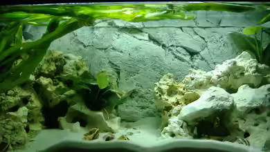 Becken 7310 von Michael Dölle