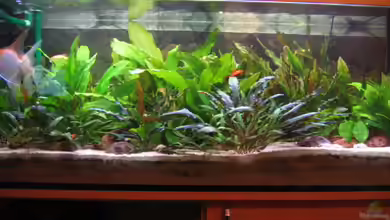 Becken 7332 von Amazonas-live