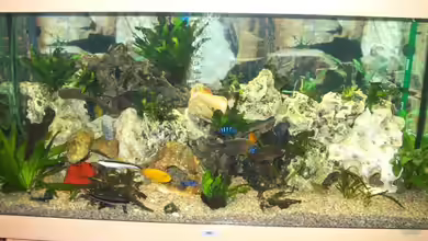 Becken 7368 von Andreas Hesse