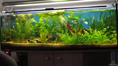 Becken 739 von Salmlerdream