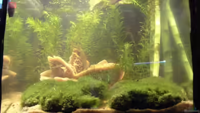 Becken 7397 von Lorenz Graf