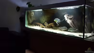 Becken 7410 von ajot