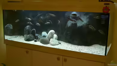 Becken 7415 von Martin Vajs