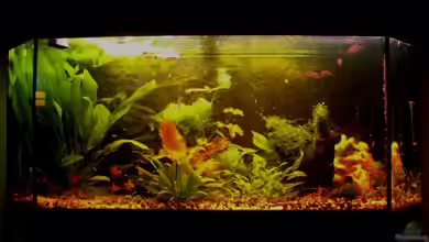 Becken 7435 von Mattie