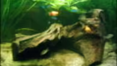 Becken 7447 von Aquaria89