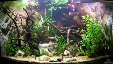 Becken 7452 von froxxs