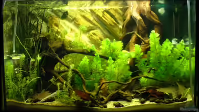 Becken 7455 von Palo