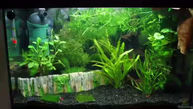 Becken 7461 von Westman