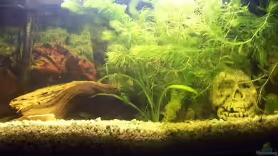 Becken 7465 von Christian Seelos