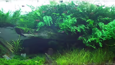 Becken 7469 von moosfan