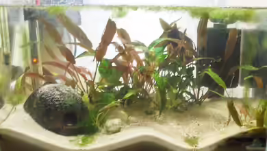 Becken 7470 von Daniel