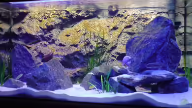 Becken 7483 von Dommsel