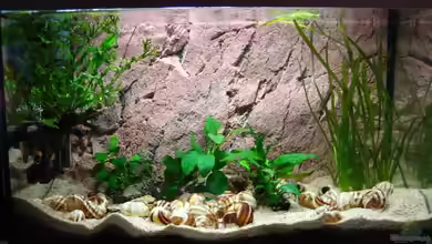 Becken 7503 von André Martin