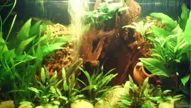 Becken 7557 von Laila2007