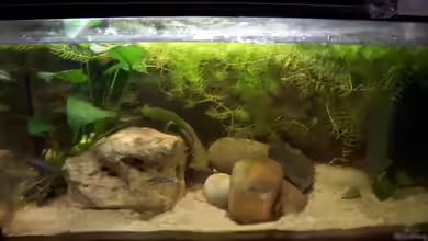 Becken 763 von Stanislav Kislyuk