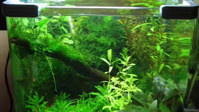 Becken 7665 Nur noch als Beispiel von Silvia