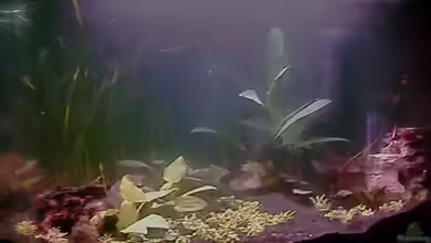 Becken 7671 von Jessy L.