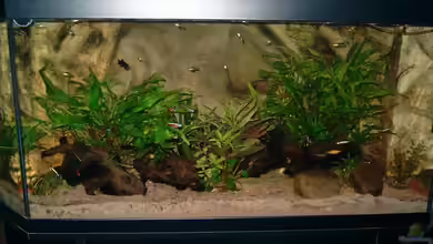 Becken 7685 von Thorsten Hoch