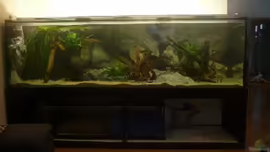 Becken 7736 von Crenii