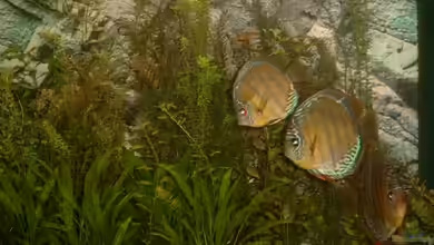 Becken 7765 von Helmut Eckardt