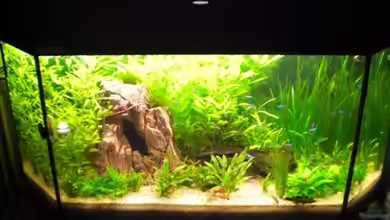 Becken 7771 von Thoschi