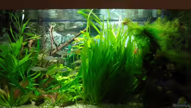 Becken 7783 von Aquarienfreund44