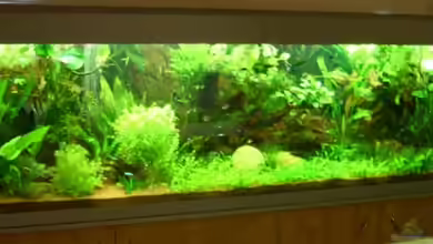 Becken 7786 von Klausimausi