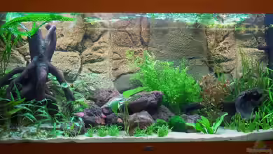 Becken 7803 von mgrafix