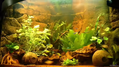 Becken 7814 von Irina Rink