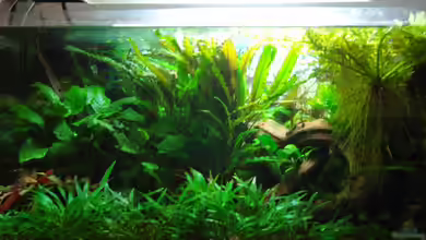 Becken 7831 von Aquarienfreund44