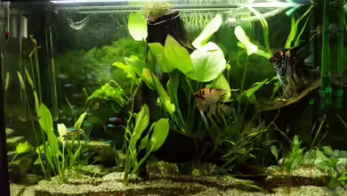 Becken 7834 von Thomas Rengier