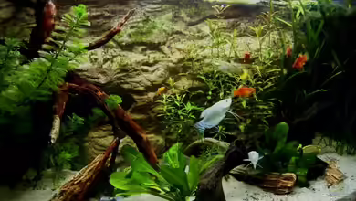 Becken 7837 von Manuel