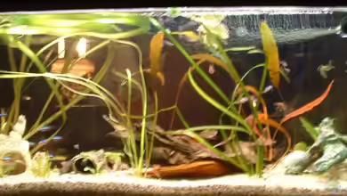 Becken 7841 von lucky-luke.ch