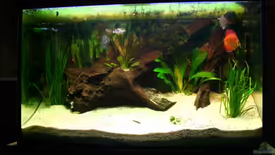 Becken 7866 von Trockenschwimmer