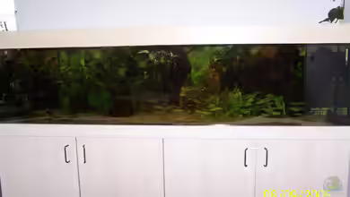 Becken 787 von aus-Berlin