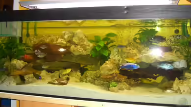 Becken 7904 von Frendy