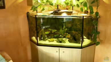 Becken 794 von Thomas Roth