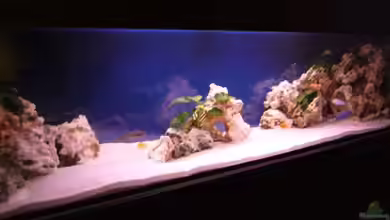 Becken 7944 von Stelze