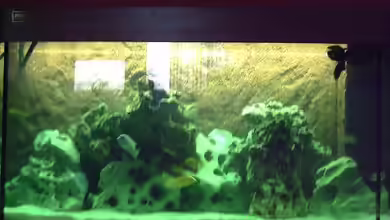 Becken 7949 von Pascal Lehmann