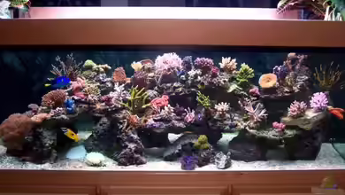 Becken 7965 von Lars Leonhardt