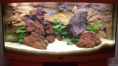 Becken 7970 von Toni Wagner