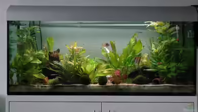 Becken 7974 von Fabian