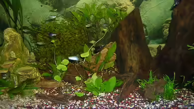 Becken 7978 von Kevin Raubold