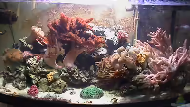 Becken 8006 von Michael Tusch