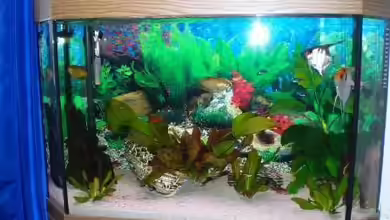 Becken 8011 von Ungerchen